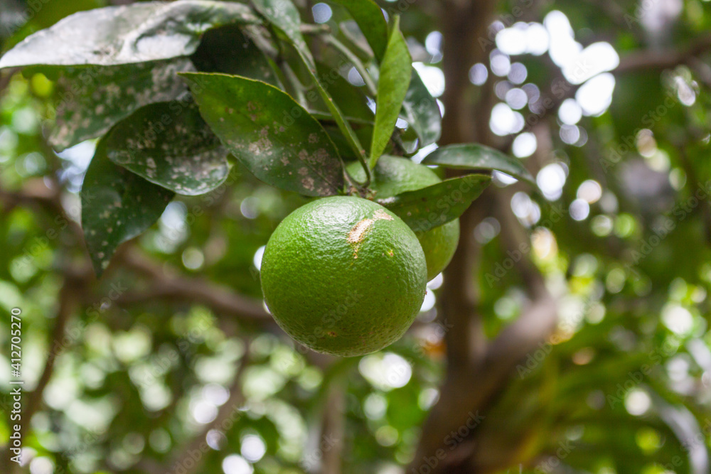 Citrus reticulata Bianco green mandarin Citrus reticulata Bianco green mandarin