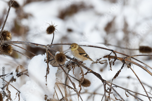 American Goldfinch feeding on the seeds of a teasel plant in a snowy meadow. 