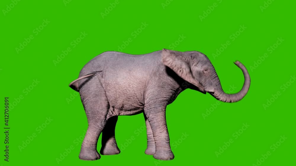 Large african elephant digs the ground with its foot in front of green ...