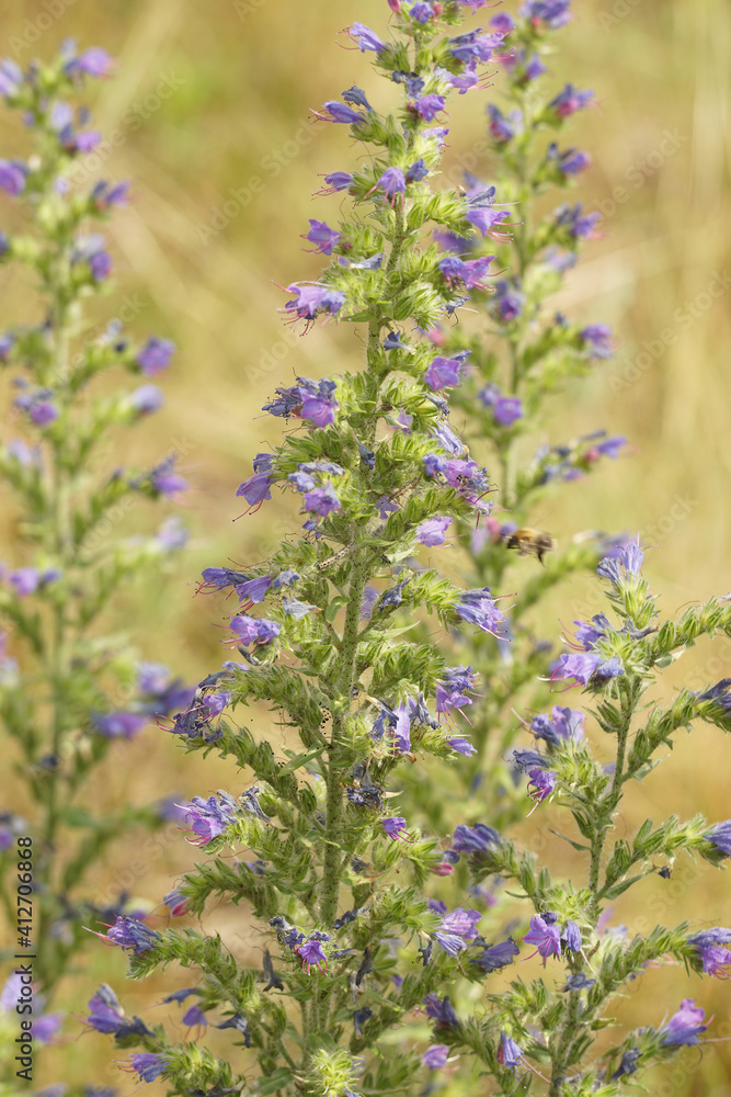 Obraz premium Closeup of the nice blue fowers of the Viper's burgloss or blueweed , Echium vulgare