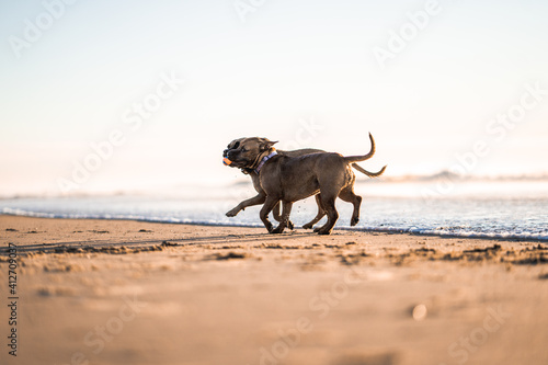 Dogs running on the beach - South Golden Beach, NSW, AUstralia.