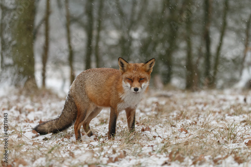 Red fox in winterwonderland on a cold winterday