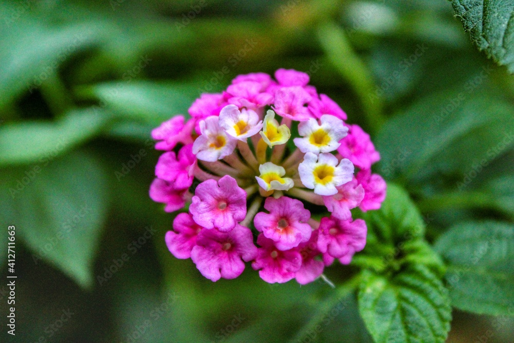 Pink flower