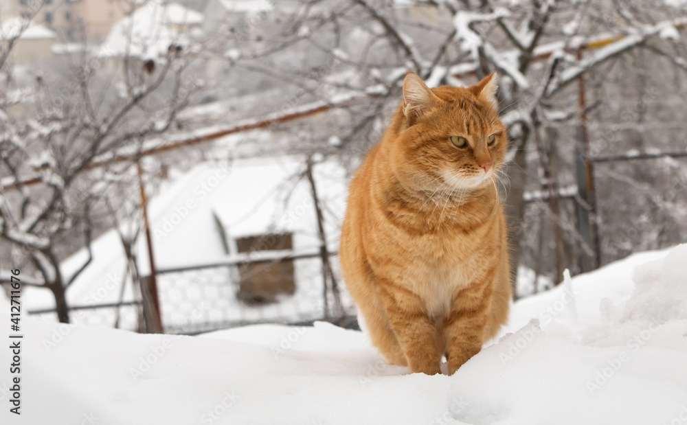 Portrait of an orange cat in the snow