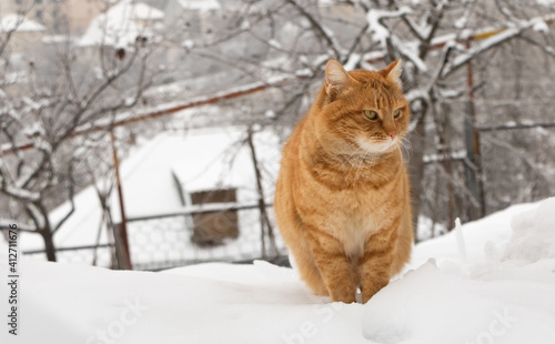 Portrait of an orange cat in the snow