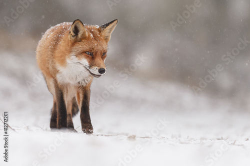 Red fox in wintertime with fresh fallen snow in nature © Menno Schaefer