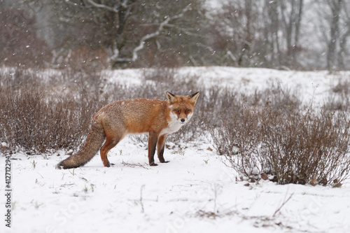 Red fox in wintertime with fresh fallen snow in nature