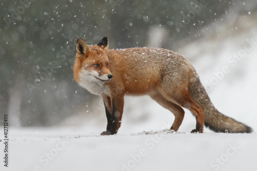 Red fox in wintertime with fresh fallen snow in nature