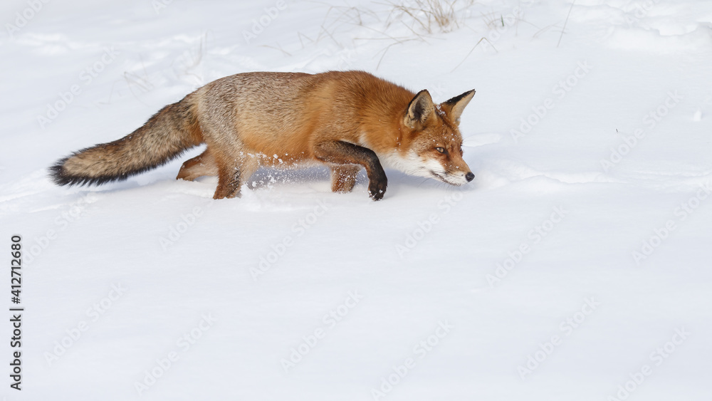 Red fox in wintertime with fresh fallen snow in nature Red fox in wintertime with fresh fallen snow in nature