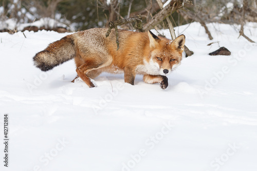 Red fox in wintertime with fresh fallen snow in nature