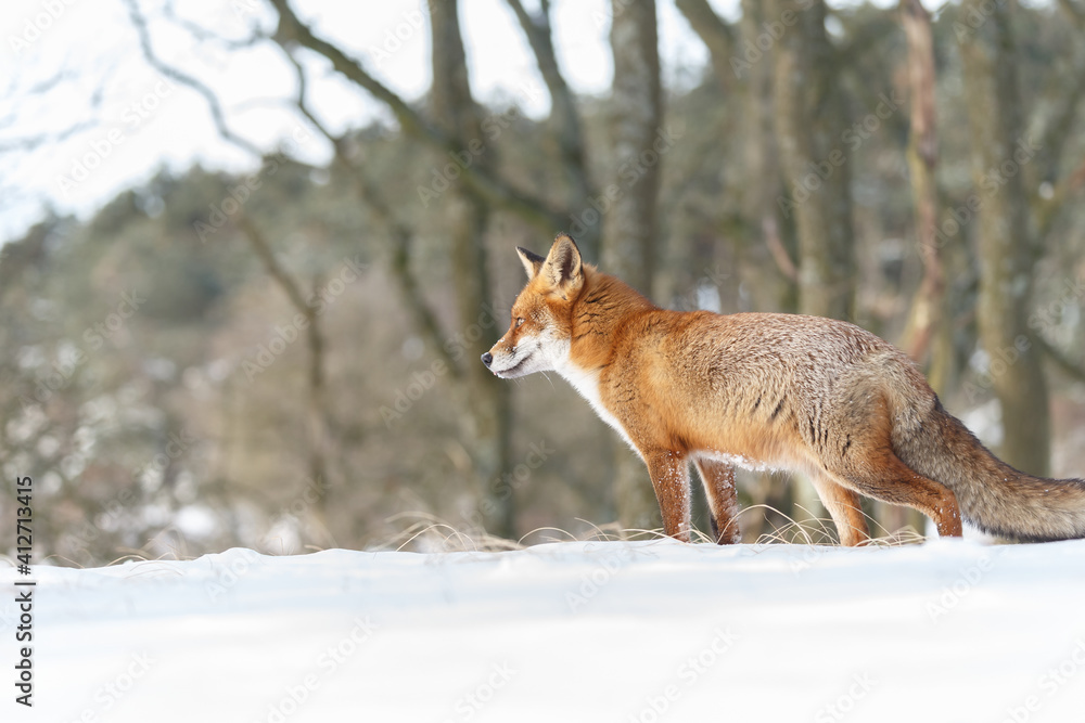 Red fox in wintertime with fresh fallen snow in nature Red fox in wintertime with fresh fallen snow in nature