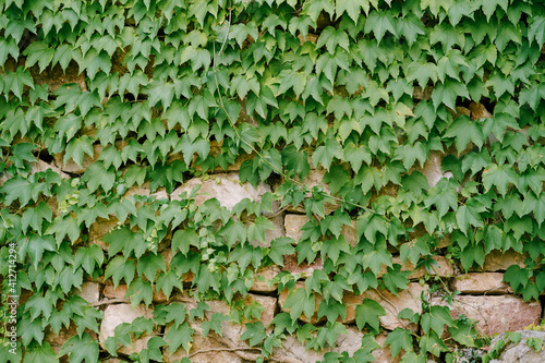 Green leaves of maiden grapes on a stone wall. © Nadtochiy