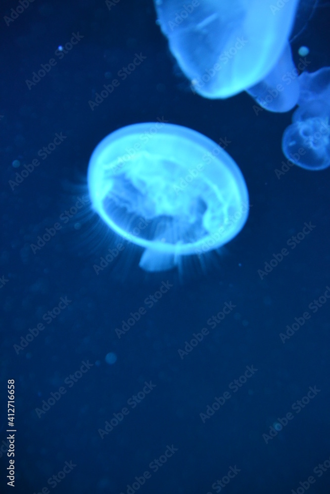 Jellyfish Jellyfish