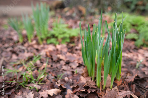 Sprouts of daffodils or narcissus blooming in the garden.