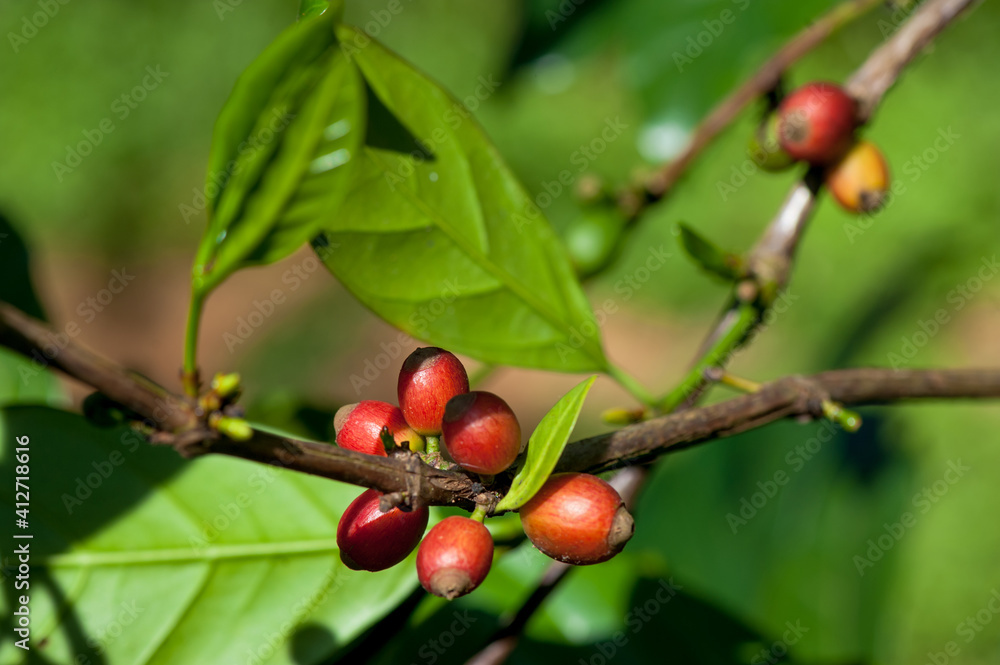 Coffee beans in growth on tree