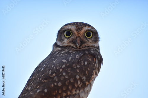 Burrowing owl (Athene Cunicularia) looks straight ahead with yellow eyes