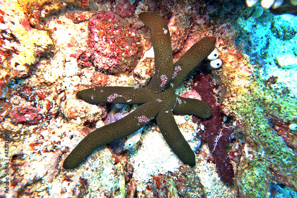 Luzon-Seestern mit Rippenquallen als Passagier Luzon-Seestern mit Rippenquallen als Passagier