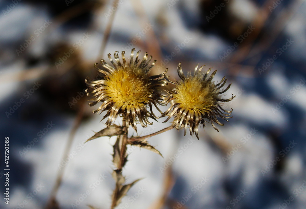 Obraz premium Beautiful golden flowers that are above the snow. Dried flowers in the snow.