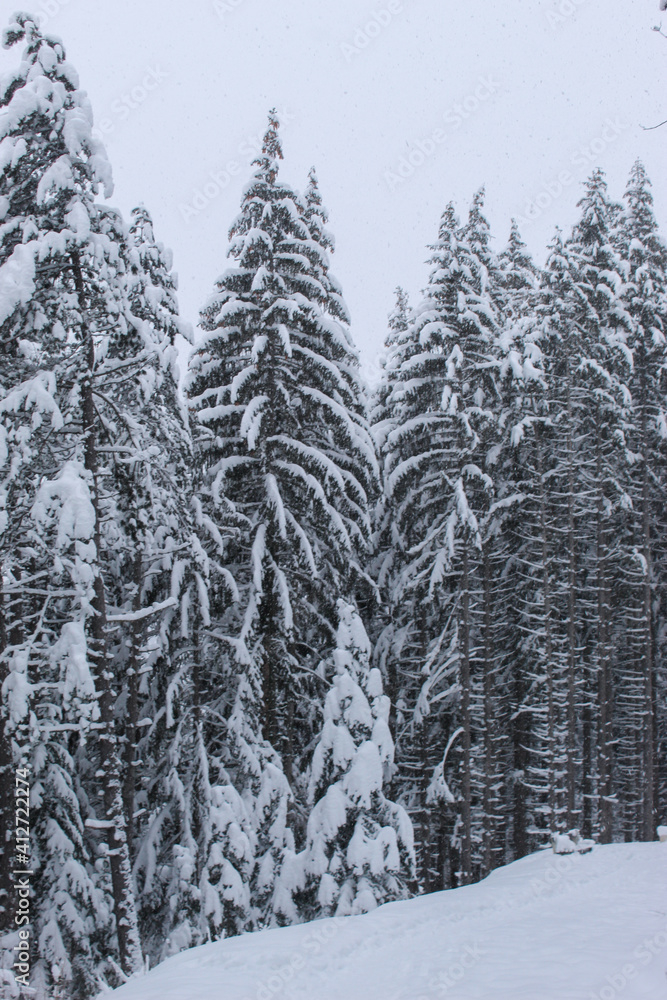 Coniferous forest in winter with a lot of snow. Snow in the woods. Snow on the trees. Coniferous forest in winter with a lot of snow. Snow in the woods. Snow on the trees.