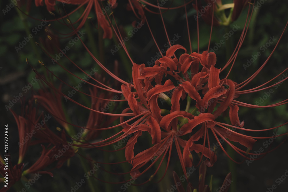彼岸花8