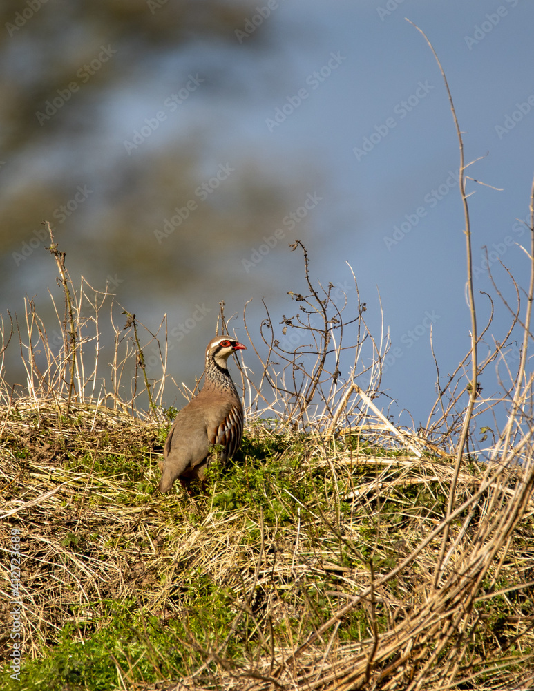 Partridge looking out from a grassy hillock. Partridge looking out from a grassy hillock.