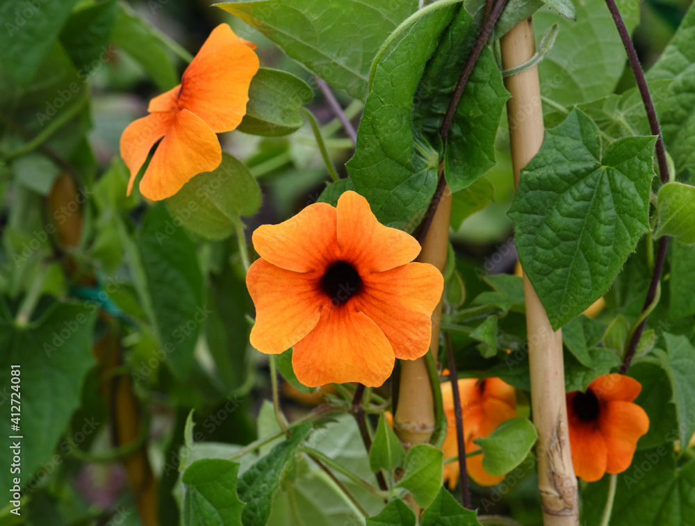 orange flowers in the garden orange flowers in the garden