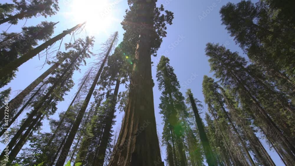 Sequoia Trees Dolly And Pan Shot Sequoia National Park Sierra Nevada Mountains California 15