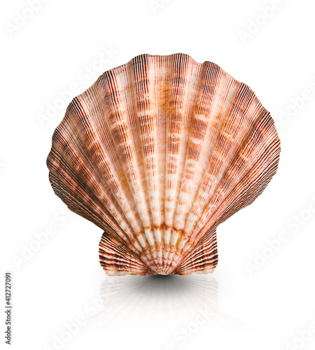 Sea shell, scallop, isolated on white background