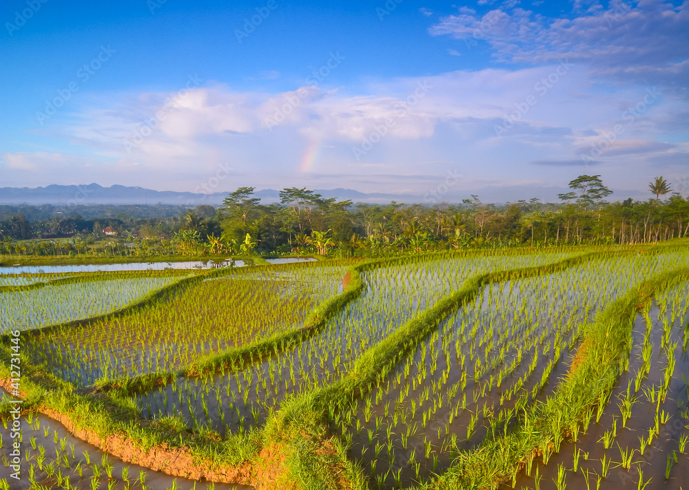 Sunrise in the rice fields terrace of central Java Indonesia. Agricultural concept. 