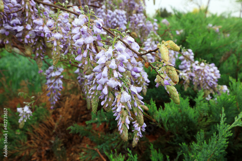 Wisteria flowers in the park  North China