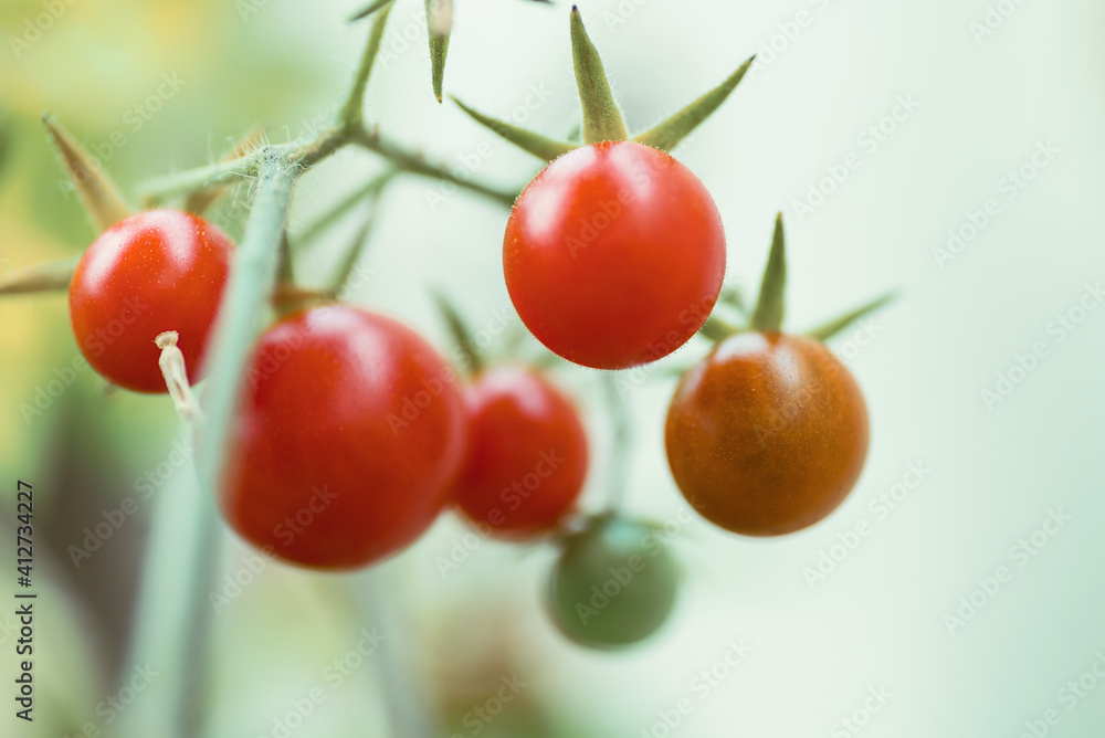 Ripe tomatoes plant growing in organic vegetable garden