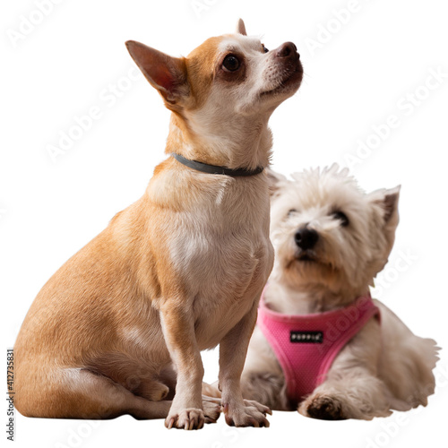 Chihuahua and west highland terrier dogs sitting. Isolated over white background