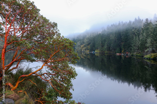 Canvas Print Arbutus Tree at Roche Cove on Vancouver Island, BC