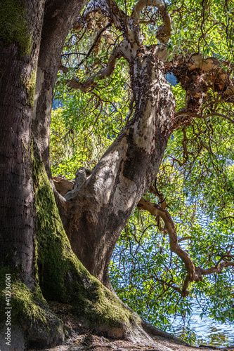 Arbutus Tree at Witty's Lagoon Regional Park, British Columbia