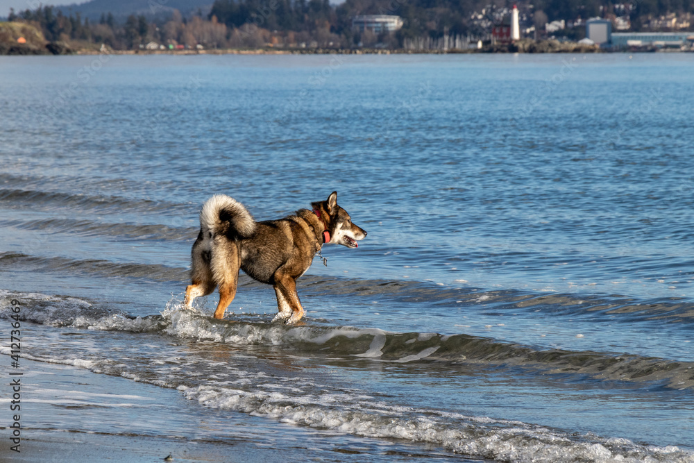 husky dog running on the beach