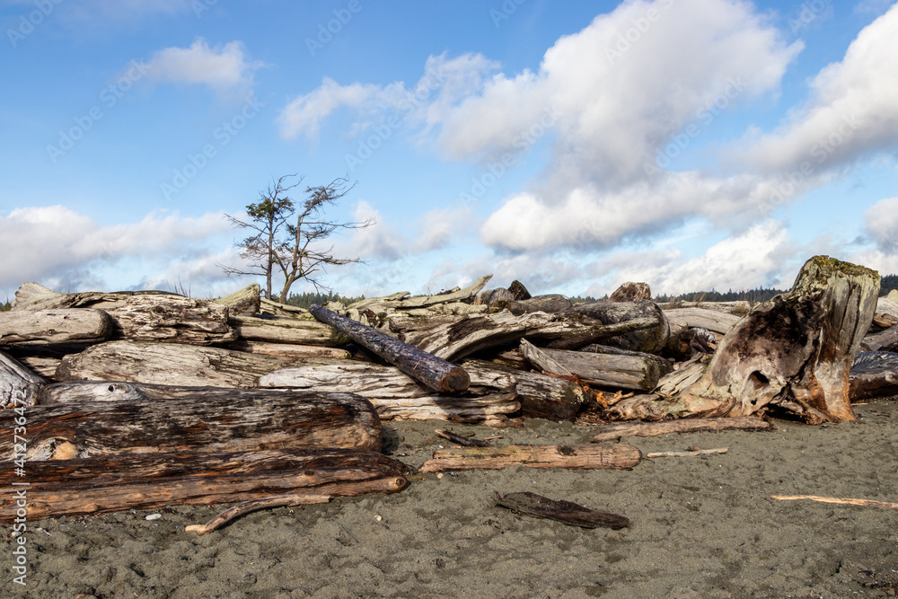 driftwood on the beach on the Coburg Peninsula, Vancouver Island