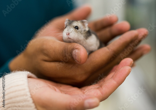 Close up view of male and female hands carefully holding little hamster