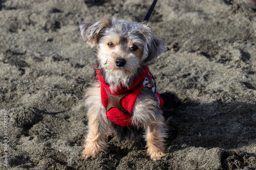 Cute little dog wearing a harness and red sweater at the beach on a sunny day Cute little dog wearing a harness and red sweater at the beach on a sunny day