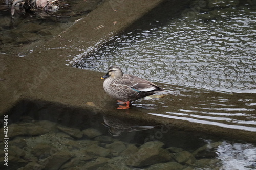 人間社会の傍で暮らす生き物たち photo