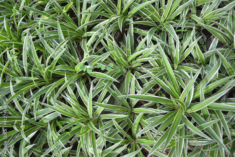 close up of grass close up of grass