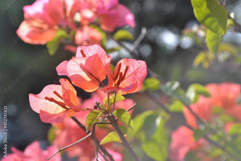 Obraz premium pink flowers in the garden