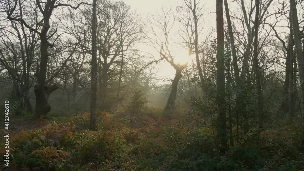 Winter forest fly through in low sun - drone shot Winter forest fly through in low sun - drone shot
