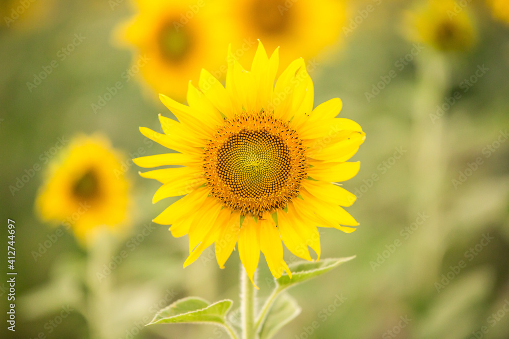 Beautiful Sunflower in the field on background blurred Beautiful Sunflower in the field on background blurred