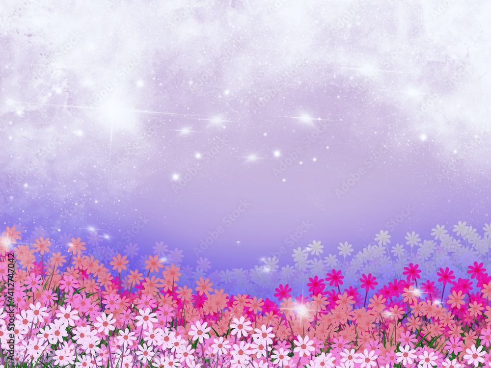 Fototapeta premium Cosmos flower field in spring, flowers background.