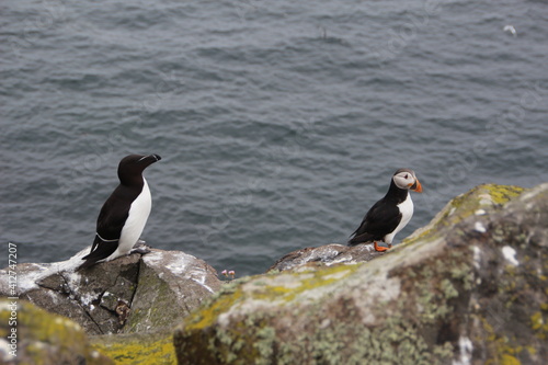 Atlantic (Common) Puffin and Razorbill (Lesser Auk), Isle of May, Firth of Forth, Scotland.