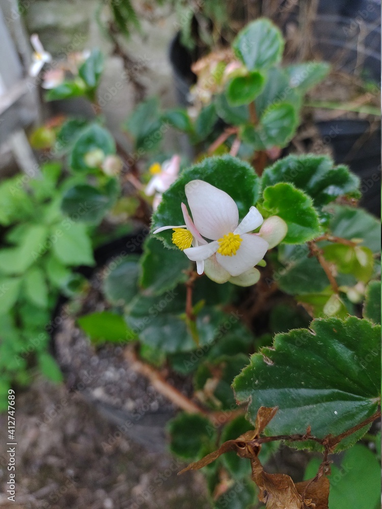white and yellow flowers