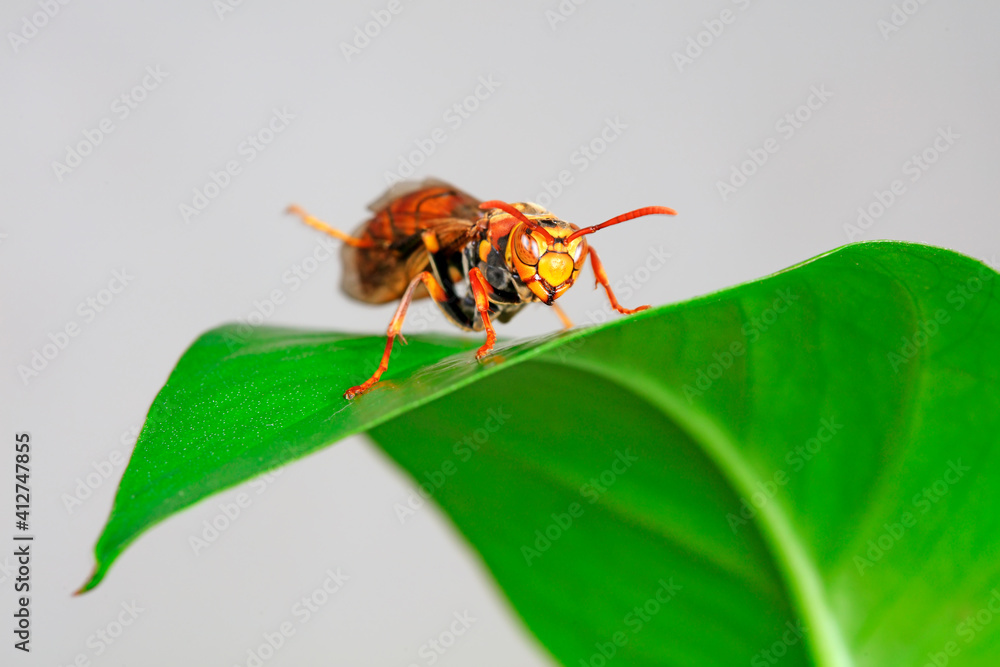 Naklejka premium Bees live on wild plants, North China