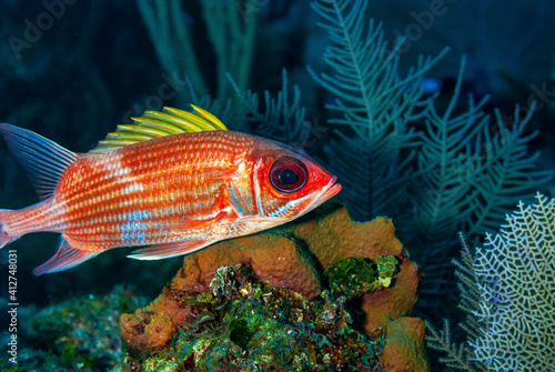 Longjaw Squirrelfish swimming over the reef in Little Cayman photo