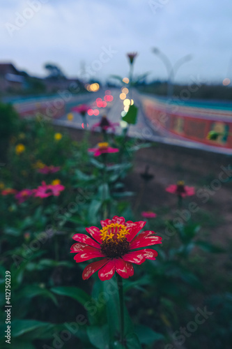 Red flowers on the roadside underpass