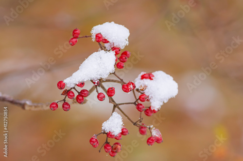 雪が積もる赤い木の実のアップ